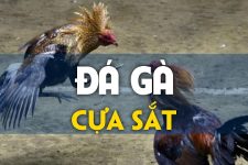 Đá gà cựa sắt và những thông tin cần biết 