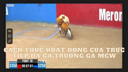 Trực Tiếp Đá Gà: Một Hình Thức Cá Độ Đá Gà  Phổ Biến tại Việt Nam