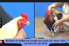 Chọi Gà Trực Tiếp – Sân Chơi Hấp Dẫn Cho Người Đam Mê Đá Gà