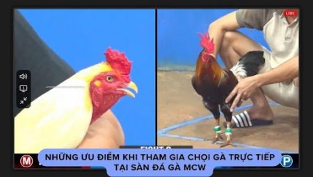 Chọi Gà Trực Tiếp – Sân Chơi Hấp Dẫn Cho Người Đam Mê Đá Gà